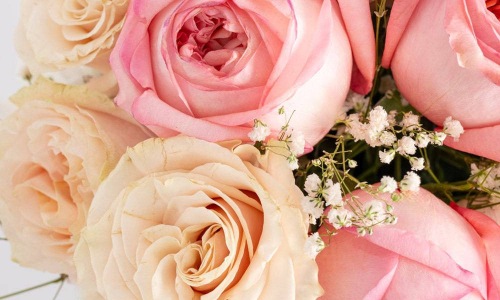Pick a Rose for National Rose Month Cover Image Pick a Rose for National Rose Month Cover Image